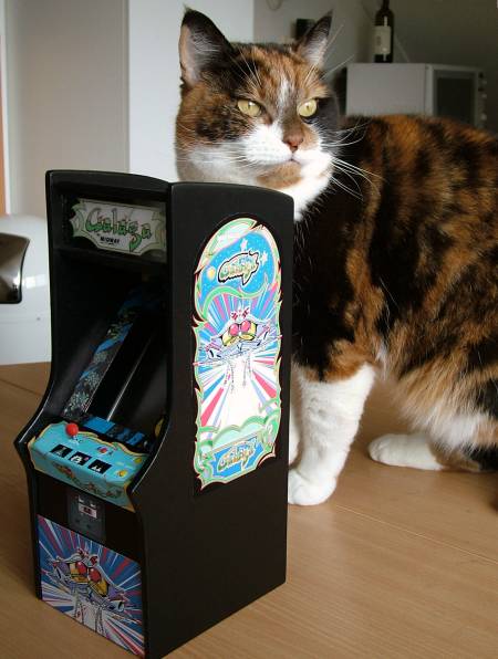 My cat checking out the cabinet